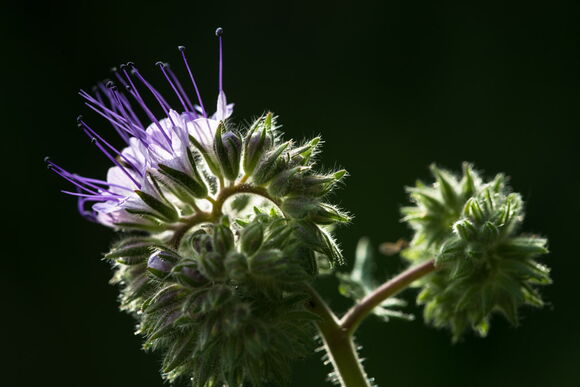 Gartenimpressionen